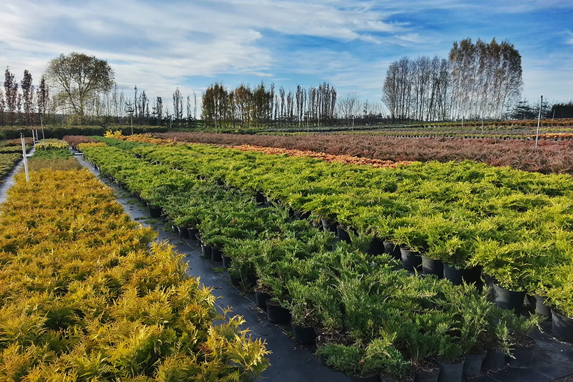 plantáž okrasných keřů připravených k odvozu